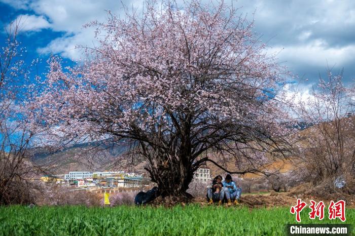 桃花樹下兩名女孩正在玩手機?！⒅铱?攝