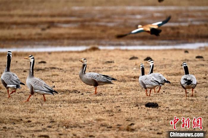 圖為成群的斑頭雁。　包雷 攝