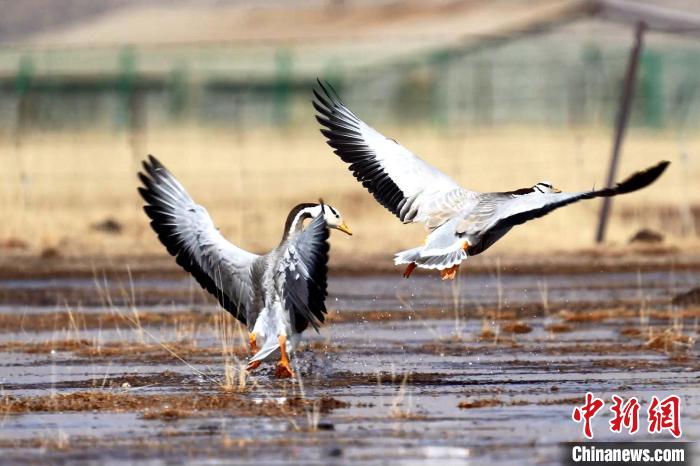 圖為斑頭雁嬉戲飛翔?！“?攝