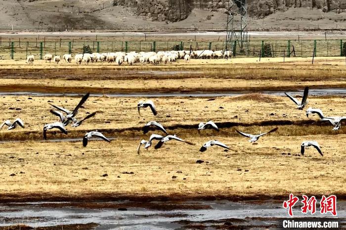 圖為斑頭雁在羊群邊飛翔?！“?攝
