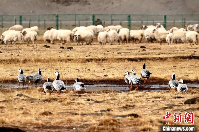 圖為羊群邊的成群斑頭雁?！“?攝