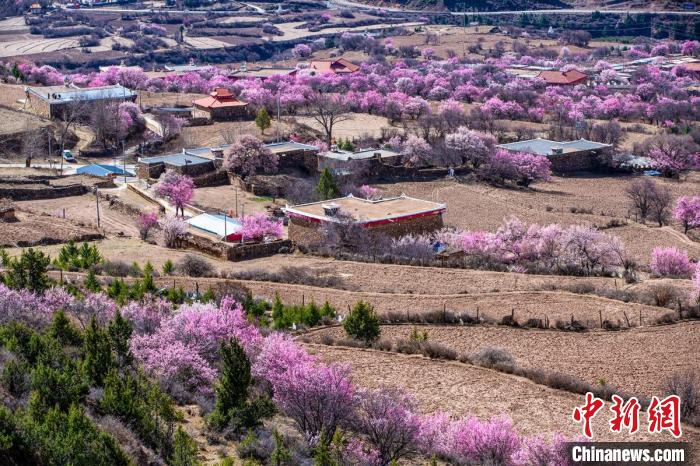 道孚麻灣村房前屋后的杏花繞村怒放。　何行銘 攝