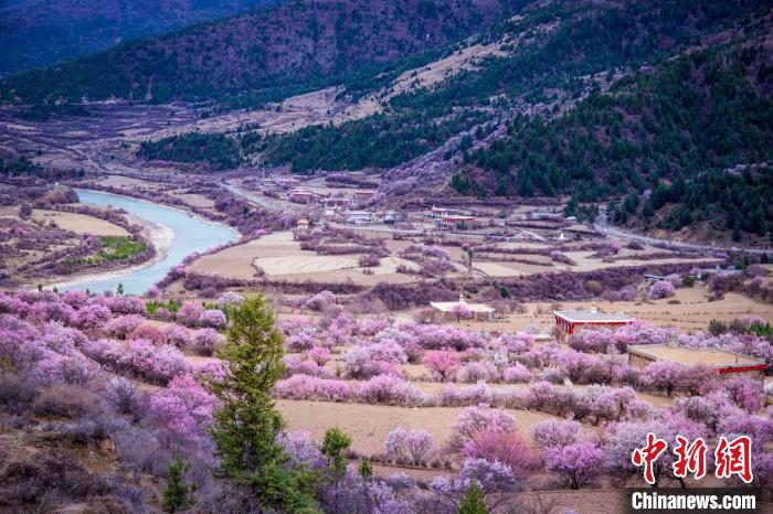 道孚縣麻灣村上千株盛開(kāi)的杏花將鄉(xiāng)村裝點(diǎn)一新。　何行銘 攝