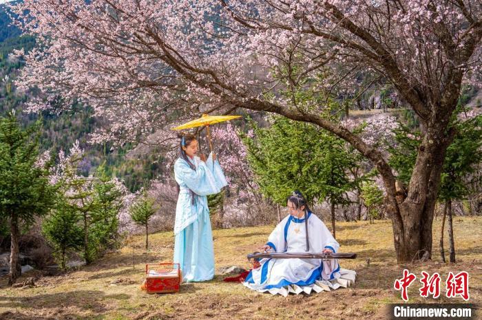 道孚杏花樹(shù)下的游客們。　蘇銳 攝