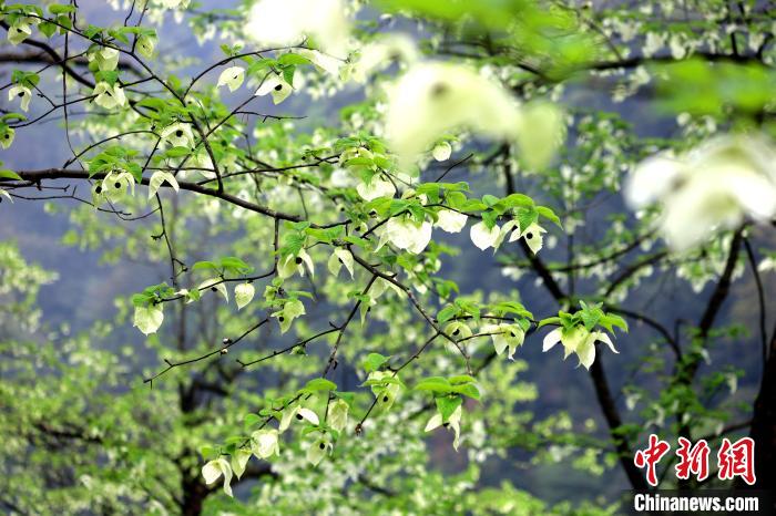 珙桐在春末夏初之際開花，花期較短?！螚?攝