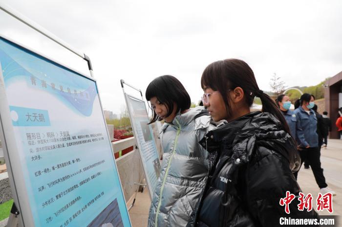圖為學(xué)生通過展板了解青海常見鳥類?！●R銘言 攝