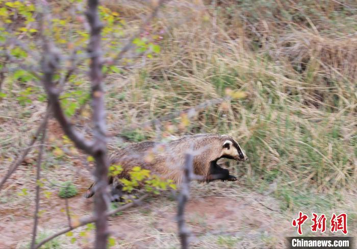 圖為西寧野生動物園救護(hù)的狗獾在西寧市放歸大自然。　馬銘言 攝