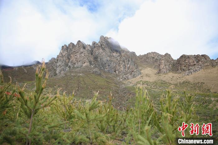 圖為拉薩南北山綠化工程拉薩曲水縣才納村5號片區(qū)?！∝暣_ 攝