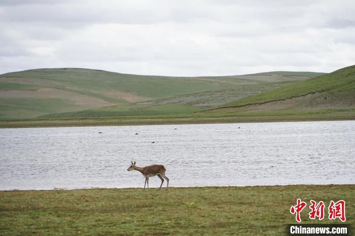 圖為藏原羚在扎陵湖岸畔悠閑漫步?！●R銘言 攝