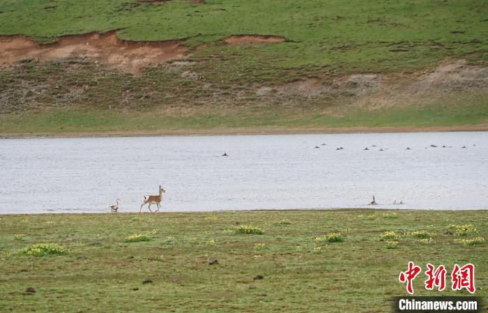 圖為藏原羚在扎陵湖岸畔悠閑漫步?！●R銘言 攝