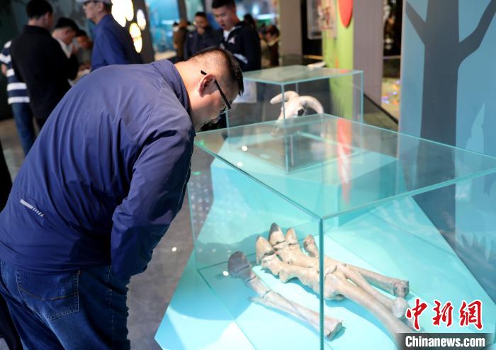 圖為臺(tái)商在祁連山國(guó)家公園生態(tài)科普館內(nèi)觀看標(biāo)本?！⊙Φ?攝