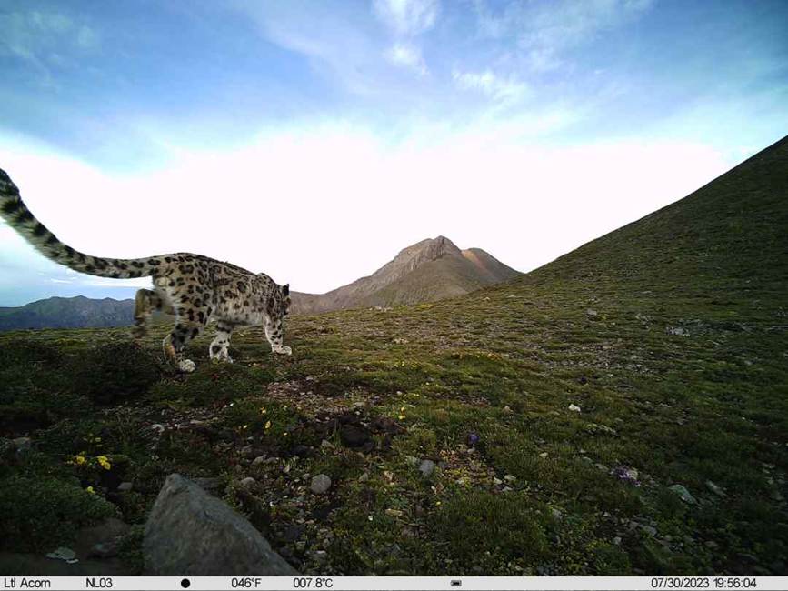 雪豹影像。山水自然保護(hù)中心供圖