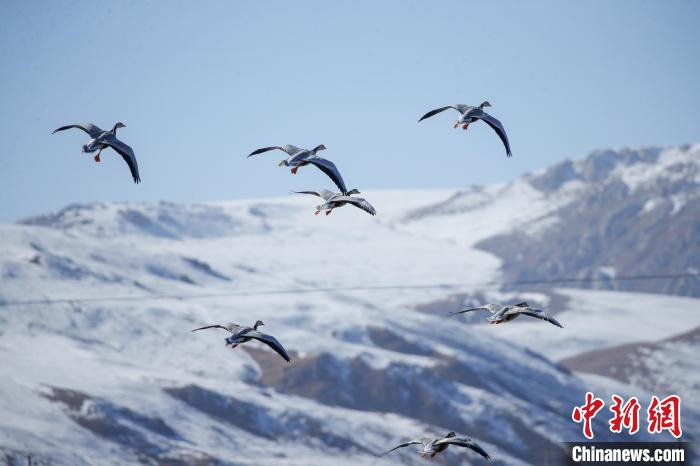 青海玉樹(shù)：隆寶灘國(guó)際重要濕地迎來(lái)成群越冬候鳥