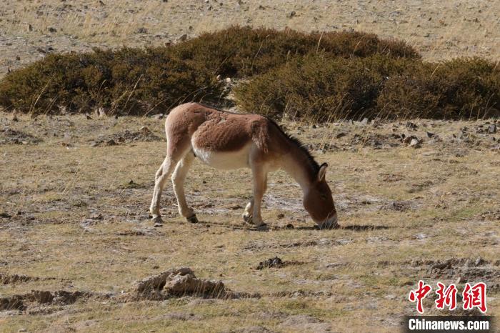 西藏阿里:219國(guó)道旁的藏野驢
