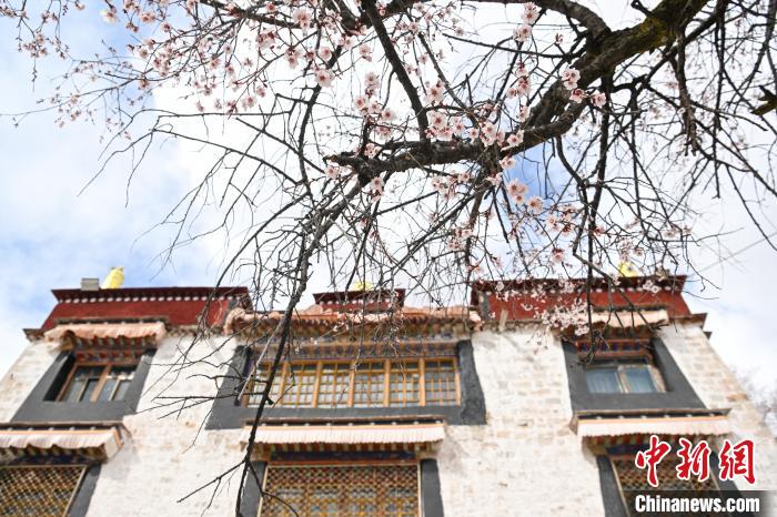 西藏拉薩:繁花漸開(kāi)春日如畫(huà)