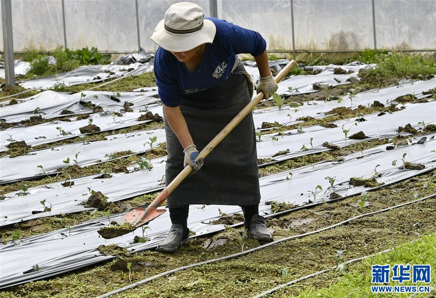 (經(jīng)濟(jì))(1)西藏林芝:蔬菜種植 鼓起百姓“錢(qián)袋子”