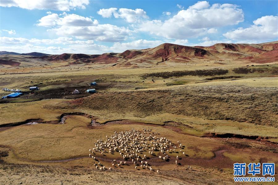 (決戰(zhàn)決勝脫貧攻堅·圖文互動)(3)“阿旺綿羊”成就大產(chǎn)業(yè)——西藏貢覺縣做大做強扶貧產(chǎn)業(yè)見聞