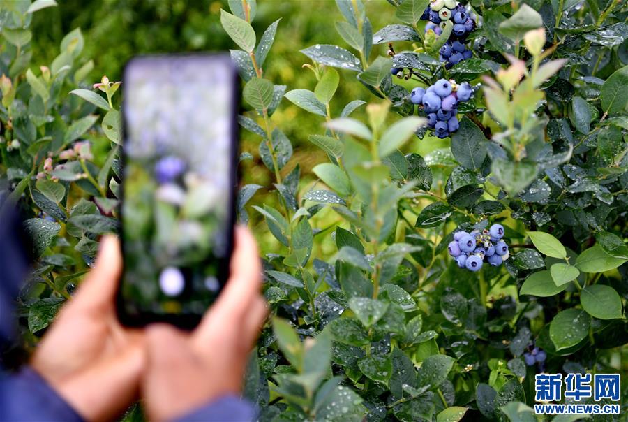 (走向我們的小康生活)(3)西藏林芝:“家門口”種藍(lán)莓增收
