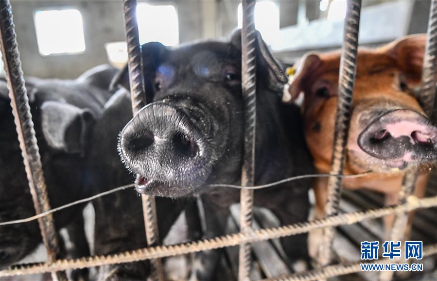 (社會)(2)西藏昌都:卡若香豬養(yǎng)殖助力貧困戶增收