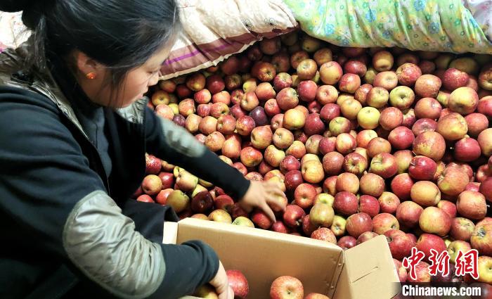 圖為通麥村村民巴桑拉姆精心挑選蘋果進行裝箱?！∝暽＠?攝