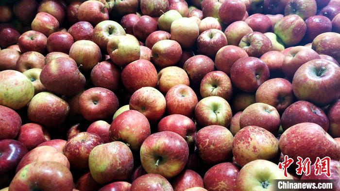 圖為通麥村村民巴桑拉姆家待裝箱的蘋果。　貢桑拉姆 攝