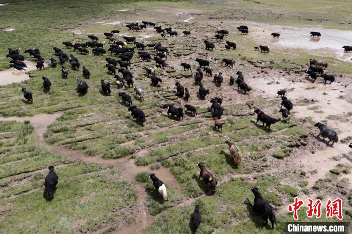 近年來，那曲市班戈縣推行村級牧業(yè)經濟合作社，牧民們將牛羊及草場作為股份加入合作社，部分牧民開始從事旅游服務、服裝加工及運輸等行業(yè)，收入逐年提高。圖為8月3日，班戈縣的牦牛群在一片草原濕地中覓食(資料圖)?！〗w波 攝