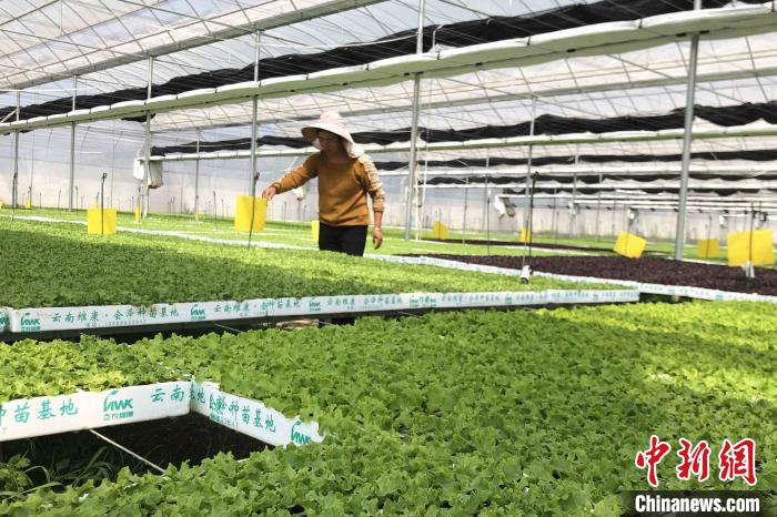 圖為會(huì)澤現(xiàn)代化農(nóng)業(yè)產(chǎn)業(yè)扶貧基地內(nèi)，貧困戶成為了產(chǎn)業(yè)工人。　繆超 攝