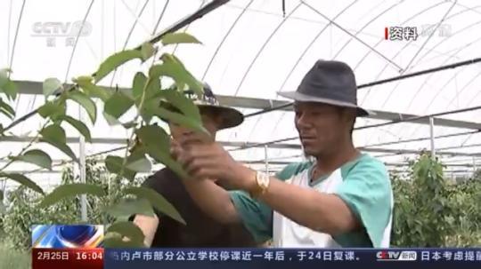 種蘑菇、養(yǎng)駱駝...。。特色產(chǎn)業(yè)助力鄉(xiāng)村振興走新路