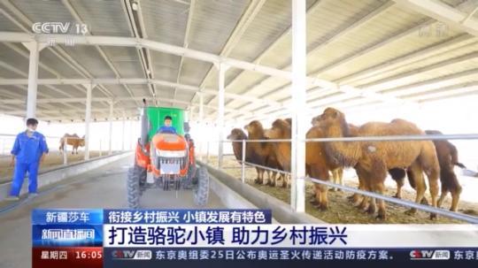 種蘑菇、養(yǎng)駱駝...。。特色產(chǎn)業(yè)助力鄉(xiāng)村振興走新路