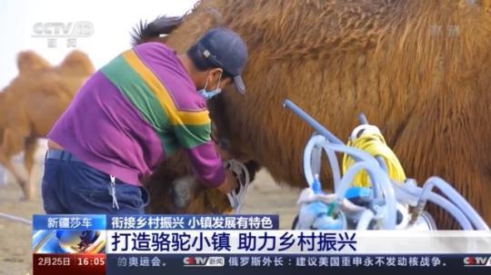 種蘑菇、養(yǎng)駱駝...。。特色產(chǎn)業(yè)助力鄉(xiāng)村振興走新路