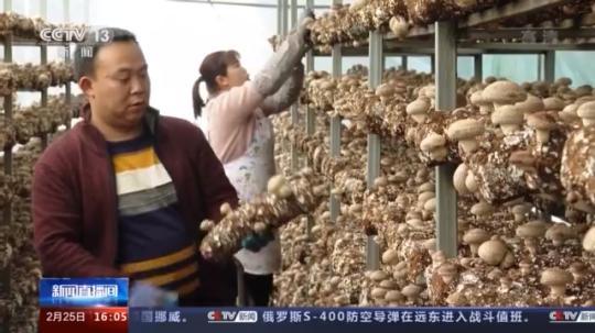 種蘑菇、養(yǎng)駱駝...。。特色產(chǎn)業(yè)助力鄉(xiāng)村振興走新路