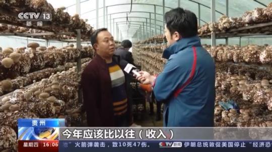 種蘑菇、養(yǎng)駱駝...。。特色產(chǎn)業(yè)助力鄉(xiāng)村振興走新路