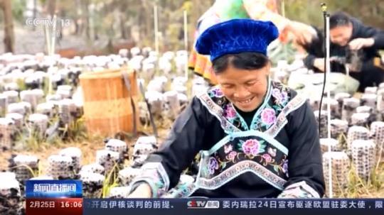 種蘑菇、養(yǎng)駱駝...。。特色產(chǎn)業(yè)助力鄉(xiāng)村振興走新路