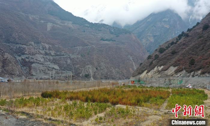 【幸?；ㄩ_新邊疆】山南隆子縣藏族小伙的“綠色夢想”