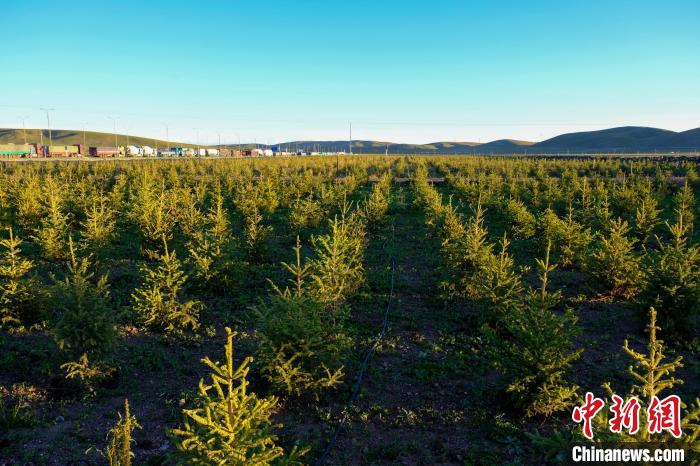 圖為科技團(tuán)隊(duì)在海拔4500米的西藏那曲種出“小森林”，其中超過(guò)7成成功越過(guò)5個(gè)冬天?！〗w波 攝