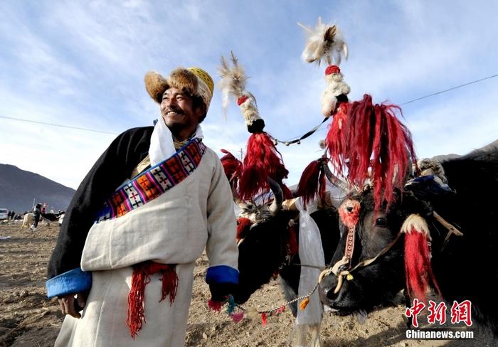 資料圖為2013年3月16日，拉薩市堆龍德慶區(qū)德慶村的農(nóng)民牽著牦牛參加春耕儀式，按照傳統(tǒng)方式由牦牛開第一犁。 <a target='_blank' href='/'><p  align=