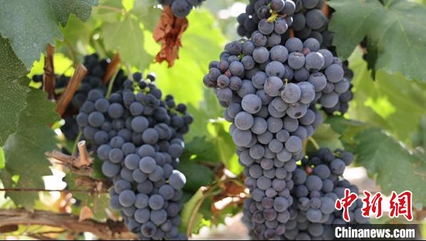 圖為桑日縣種植的葡萄。　山南桑日縣委宣傳部提供