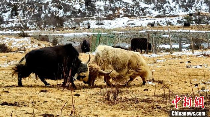 圖為角木那村生態(tài)散養(yǎng)的牦牛正在嬉戲?！“蜕Ｇ?　攝