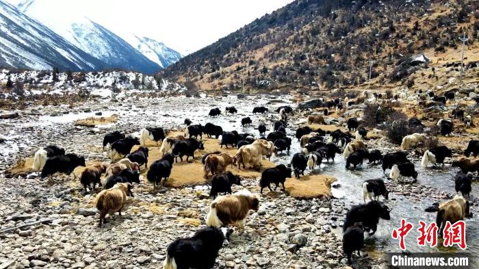 圖為角木那村生態(tài)散養(yǎng)的牦牛正在覓食?！『槿艉?攝