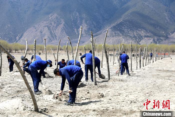 林芝市巴宜區(qū)森林消防中隊(duì)志愿服務(wù)隊(duì)熱火朝天的植樹現(xiàn)場(chǎng)。　西繞拉翁 攝