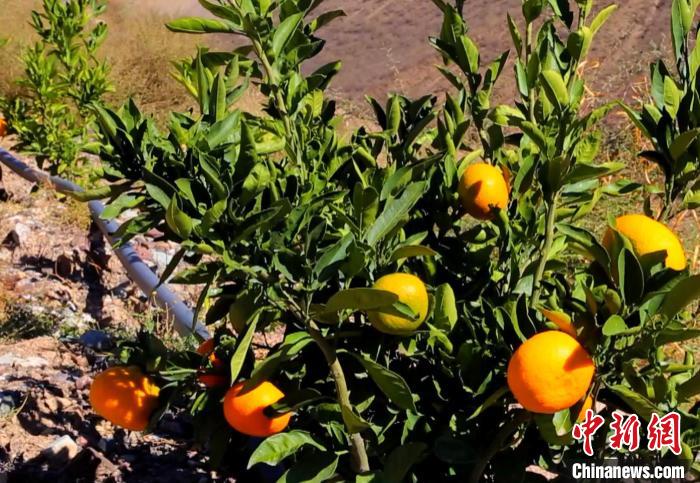 昌都芒康縣依托“兩江流域”干熱河谷地帶地理優(yōu)勢將康巴蜜橘、蘋果、甜石榴、葡萄、蜜桃等經(jīng)濟林木種植?！〔际忻⒖悼h委宣傳部供圖