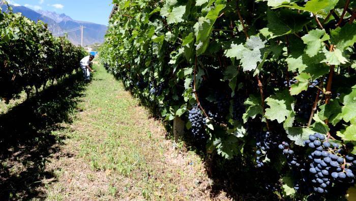 昌都芒康縣依托“兩江流域”干熱河谷地帶地理優(yōu)勢將康巴蜜橘、蘋果、甜石榴、葡萄、蜜桃等經(jīng)濟(jì)林木種植。　昌都市芒康縣委宣傳部供圖