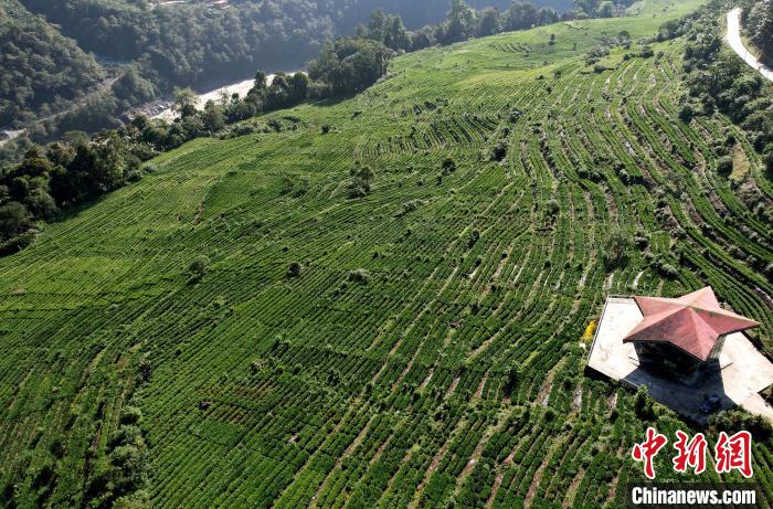 圖為西藏林芝市墨脫縣果果塘大拐彎附近的茶田。(無人機(jī)照片) 李林 攝