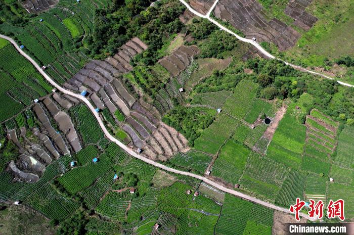 圖為西藏林芝市墨脫縣城附近的茶田。(無人機(jī)照片) 李林 攝