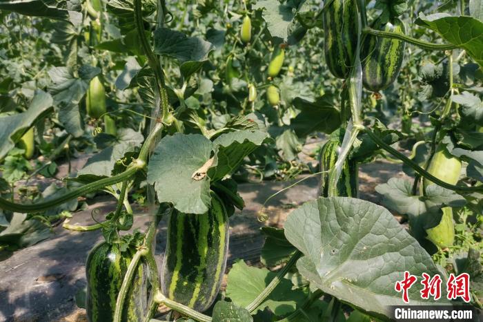 圖為西藏康馬縣大棚內(nèi)的博洋九號甜瓜。　劉建軍 攝