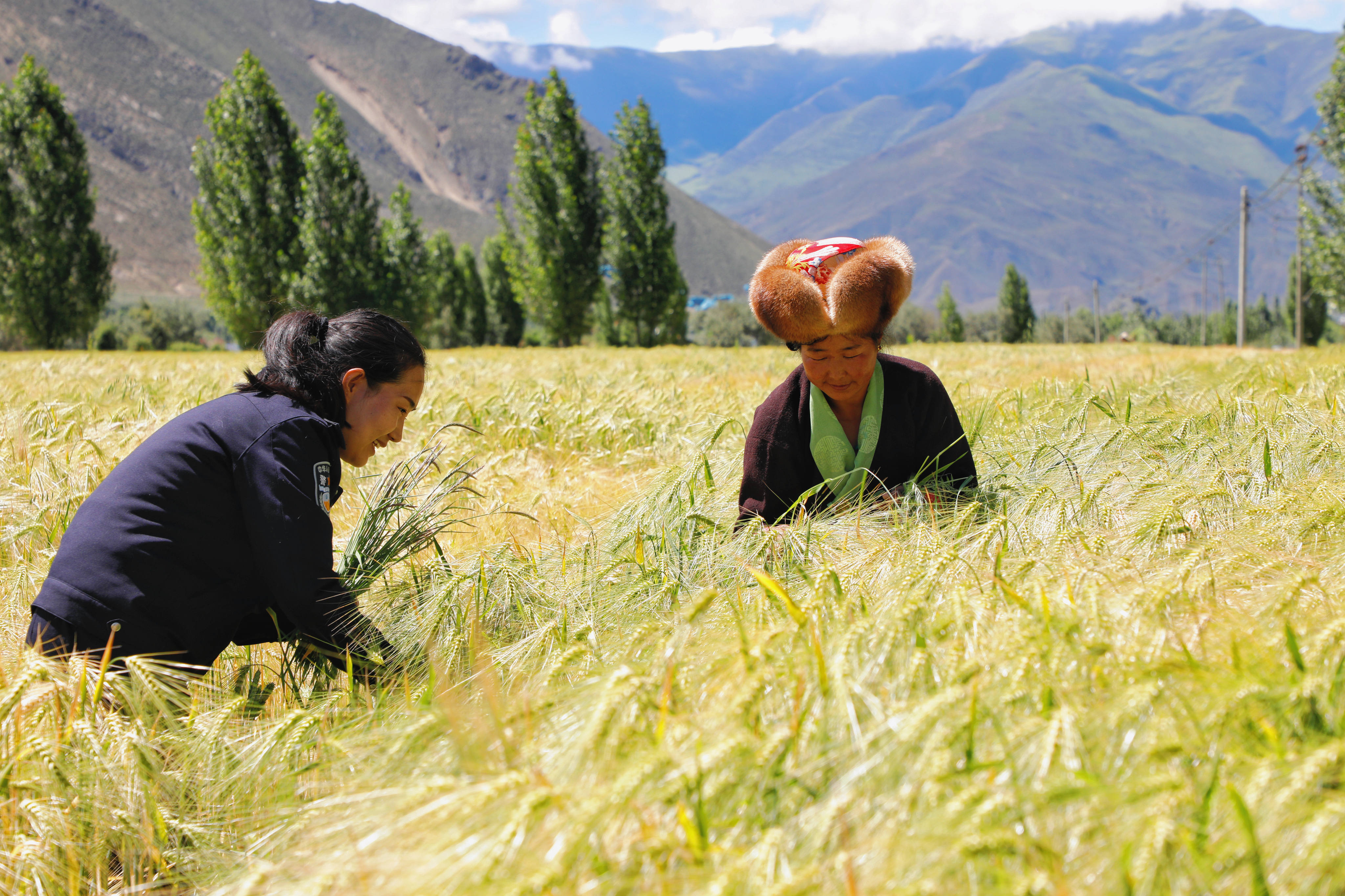 索朗曲珍幫助母親清理青稞地里的雜草 應俊攝.jpg?x-oss-process=style/w10 索朗曲珍幫助母親清理青稞地里的雜草 應俊攝.jpg?x-oss-process=style/w10