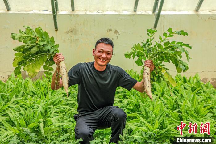 西藏阿里門士邊境派出所民警兼職大棚種植、豐富牧民餐桌