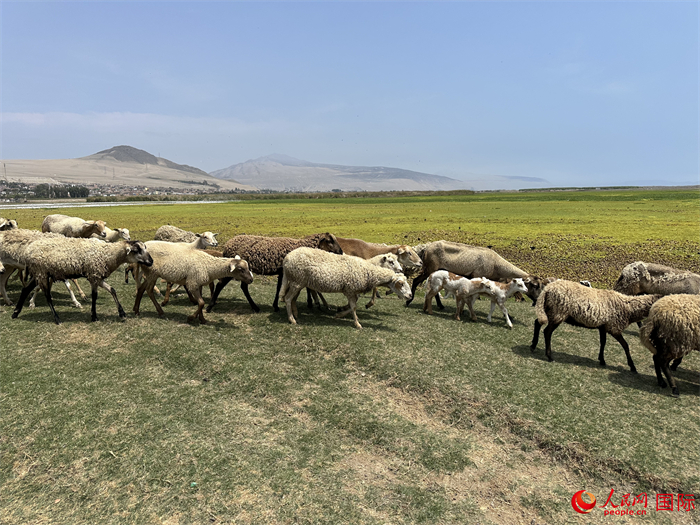 當(dāng)?shù)貢r(shí)間11月15日，羊群在錢凱港附近的圣羅莎濕地棲息。人民網(wǎng)記者 周雨攝