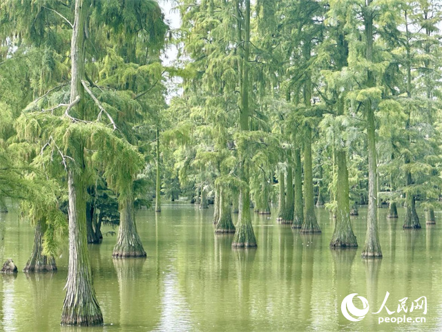 湖北省武漢漲渡湖濕地，池杉“破水而出”。人民網(wǎng)記者 張沛攝