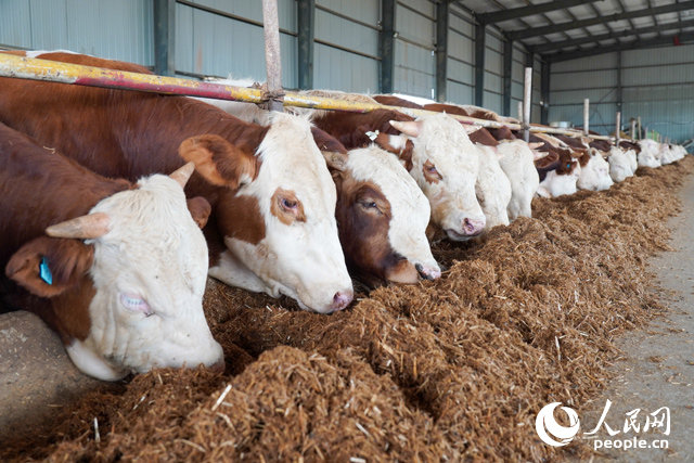 在思博農(nóng)業(yè)科技有限公司內(nèi)，肉牛正在吃秸稈轉(zhuǎn)化的飼料。人民網(wǎng)記者 陳若天攝